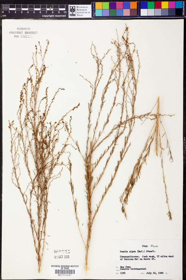 Dondia nigra image