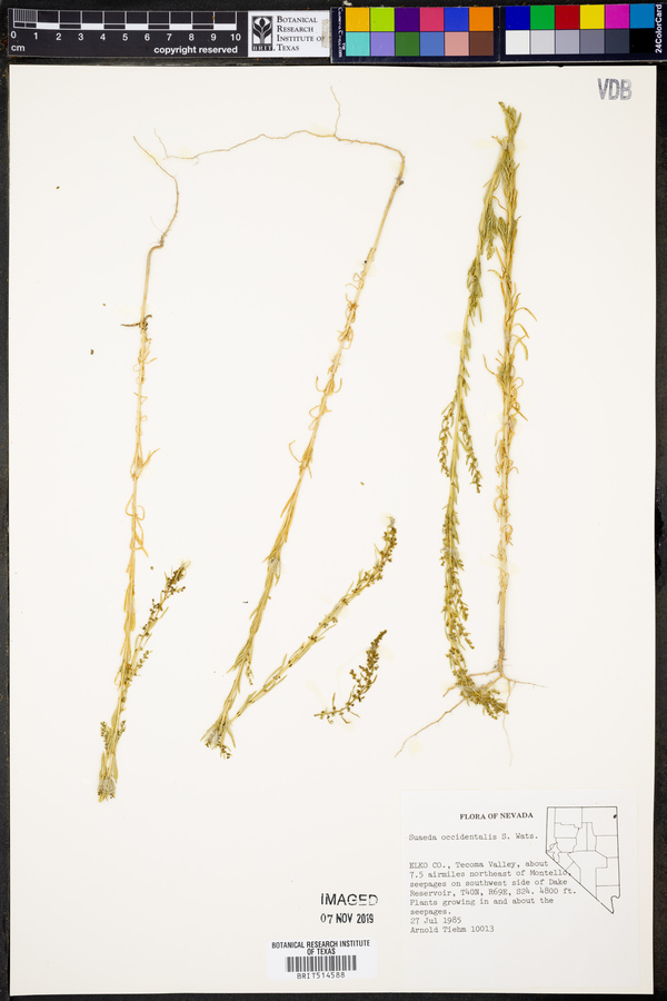 Suaeda occidentalis image