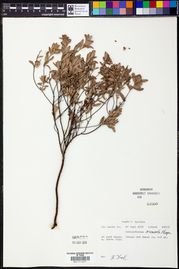 Helianthemum arenicola image