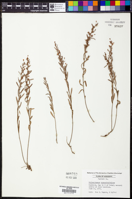 Helianthemum rosmarinifolium image