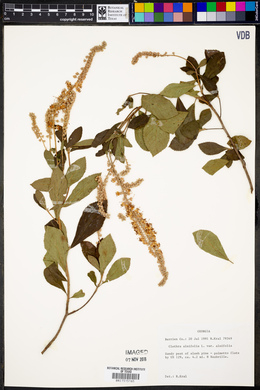Clethra alnifolia var. alnifolia image