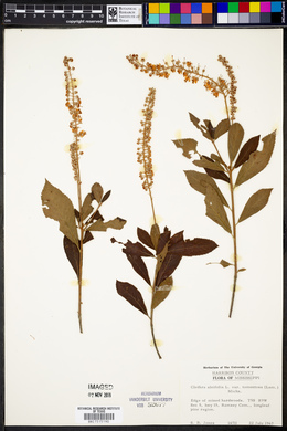 Clethra alnifolia var. tomentosa image
