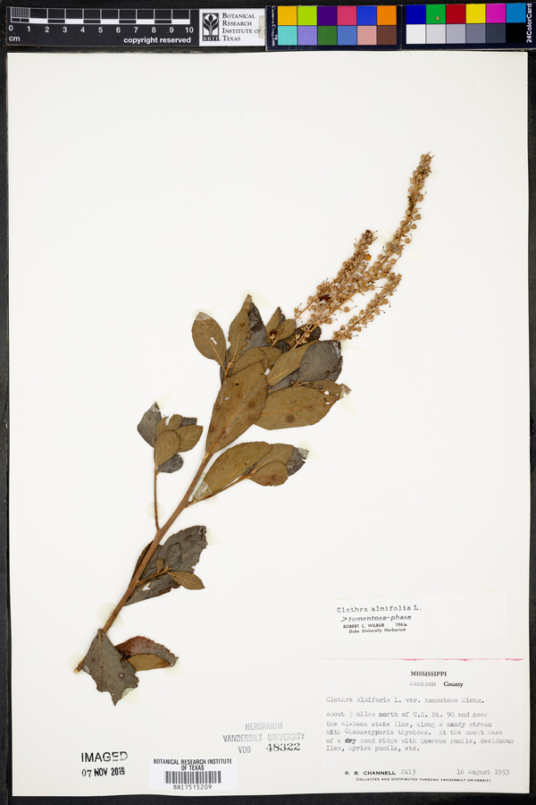 Clethra alnifolia var. tomentosa image