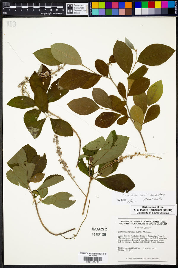 Clethra alnifolia var. tomentosa image