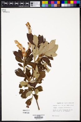 Clethra alnifolia image