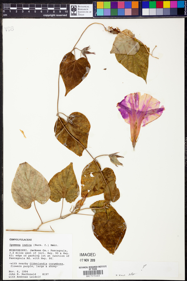 Ipomoea indica image