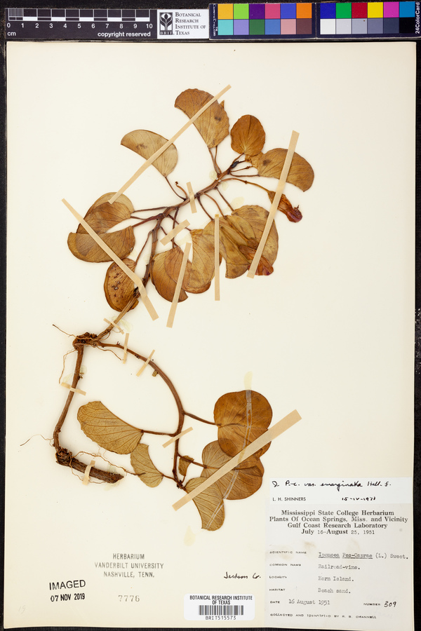 Ipomoea pes-caprae var. emarginata image