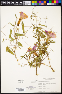 Ipomoea sagittata image