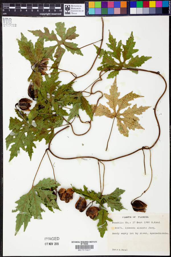 Ipomoea sinuata image