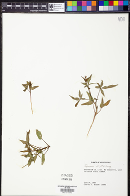 Ipomoea wrightii image