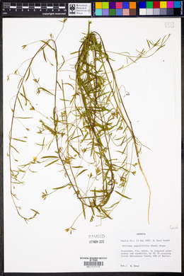 Stylisma angustifolia image