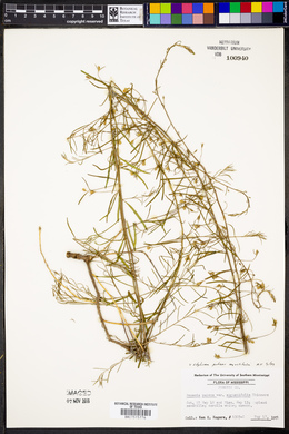 Stylisma patens var. angustifolia image