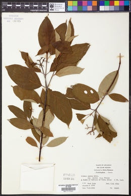Cornus amomum subsp. amomum image