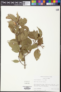 Cornus drummondii image