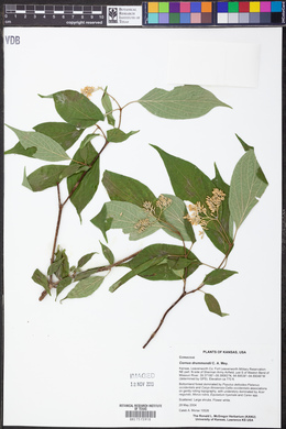 Cornus drummondii image