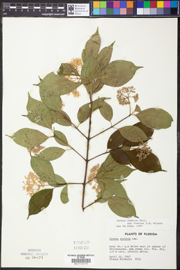 Cornus foemina subsp. foemina image
