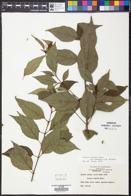 Cornus foemina subsp. foemina image