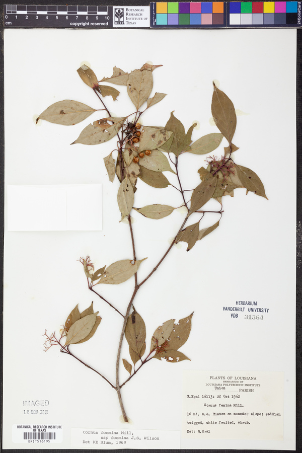 Cornus foemina subsp. foemina image