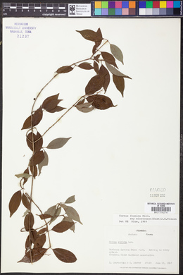 Cornus foemina subsp. microcarpa image