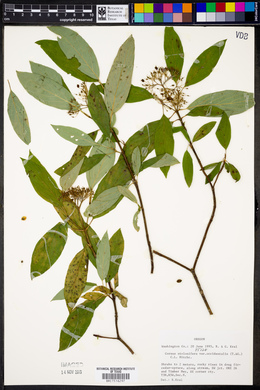 Cornus occidentalis image