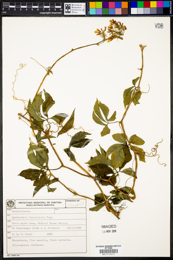 Apodanthera fasciculata image