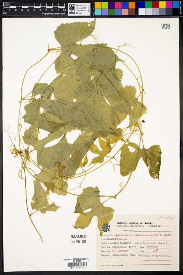 Apodanthera catharinensis image