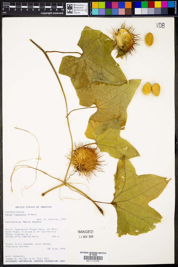 Marah fabaceus image