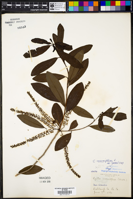 Cyrilla racemiflora image