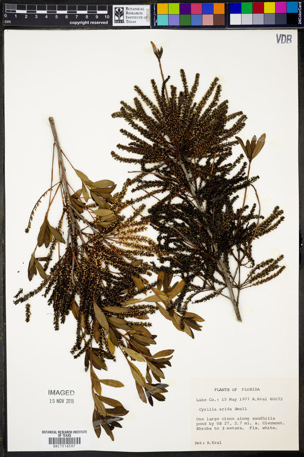 Cyrilla arida image