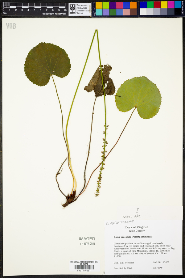 Galax urceolata image