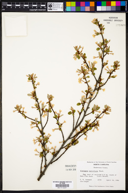 Elaeagnus multiflora image