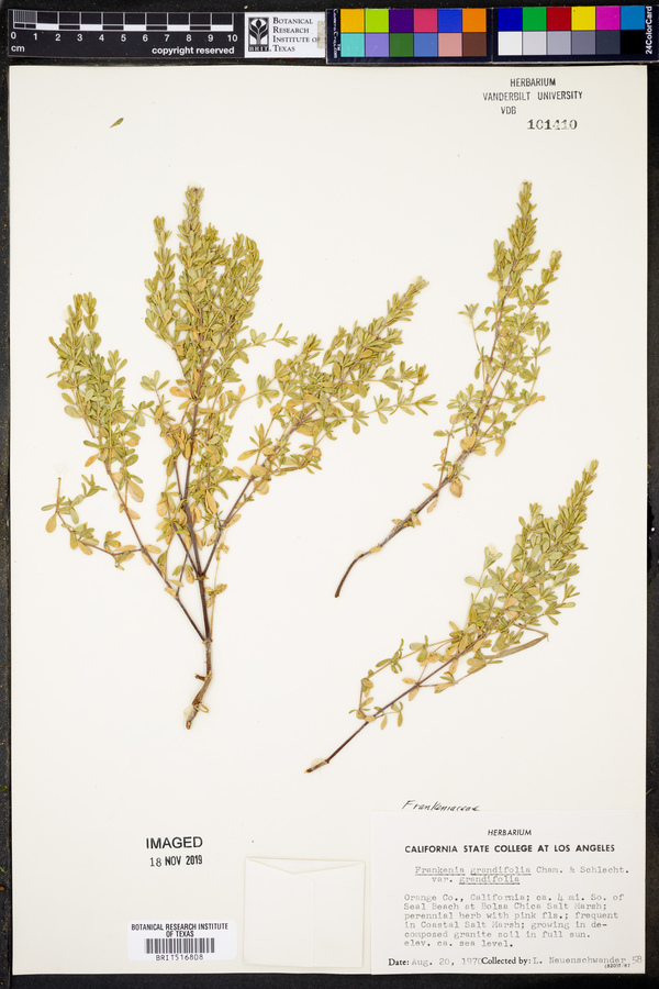 Frankenia grandifolia var. grandifolia image