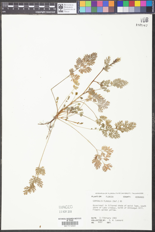 Corydalis flavula image
