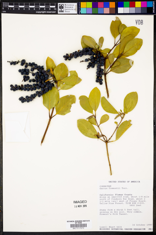 Garrya fremontii image