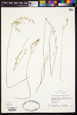 Bartonia paniculata image