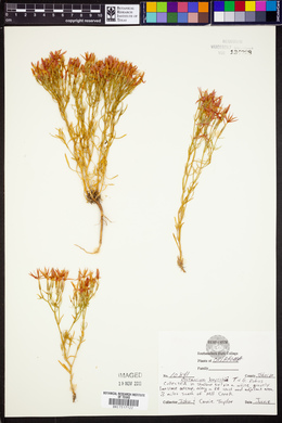 Zeltnera beyrichii image