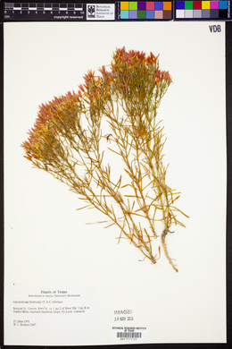 Zeltnera beyrichii image