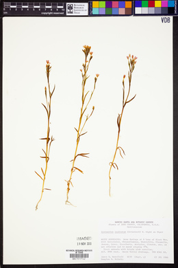 Zeltnera exaltata image