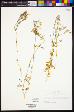 Zeltnera muehlenbergii image