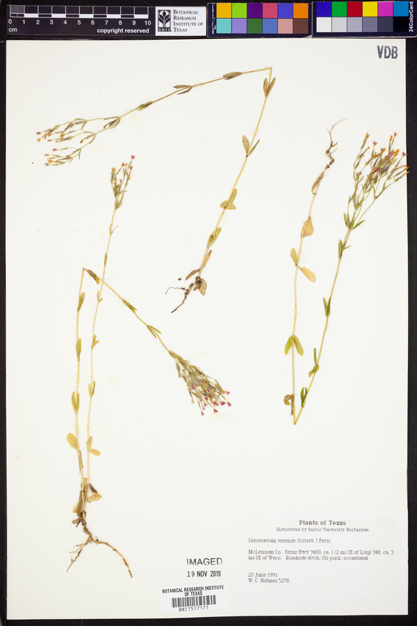Zeltnera texensis image