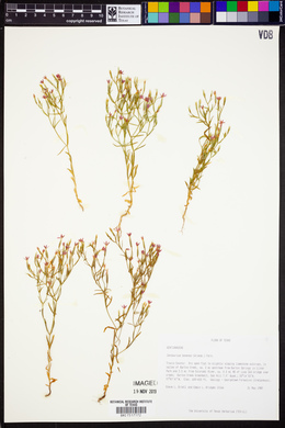 Zeltnera texensis image