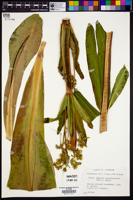 Frasera caroliniensis image