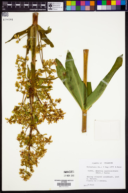 Frasera caroliniensis image