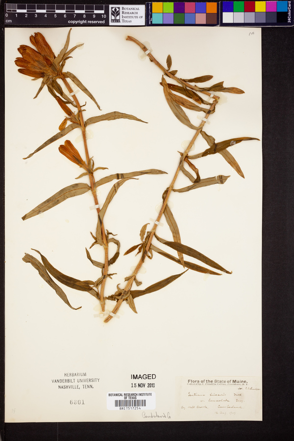 Gentiana linearis var. lanceolata image