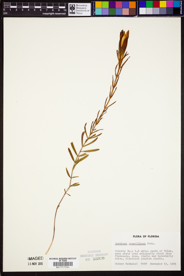 Gentiana pennelliana image