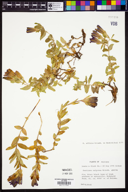 Gentiana calycosa image