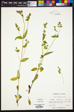 Halenia deflexa image