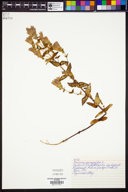 Gentiana quinquefolia image