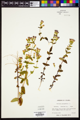 Gentiana quinquefolia image