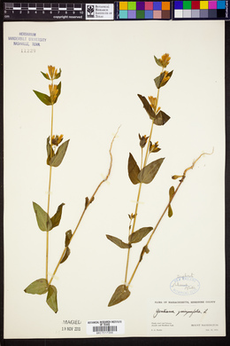 Gentiana quinquefolia image